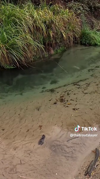 Here I am filming myself fly fishing . There is a whack of trout in this pool , can I hook one or 2 out? #trout #fish #fishing #troutfishing