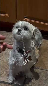 😮 Things Hidden in a Dog’s Mouth That Will Shock You! 🐶 #shorts