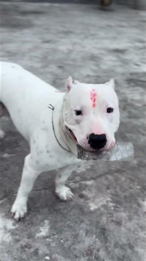 Aunga adhi raat ne ❤️🦅. #youtube #shortsfeed #pitbull #trend #trendingshorts #youtubeshorts