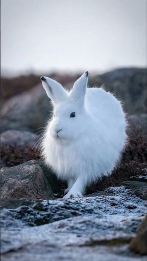 "🐾 10 Fascinating Facts About Arctic Hares You Didn’t Know! ❄️" #naturelovers #facts