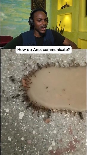 How do ants communicate? 🐜