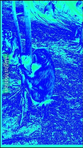 monkey baby help tree in helium (il vocodex)