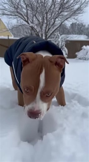 When the shock level hits and your Pitbull suddenly remembers every rule in the house. 😂 The side-eye, the pause, the instant attitude change says it all. | I Love My Pit Bull