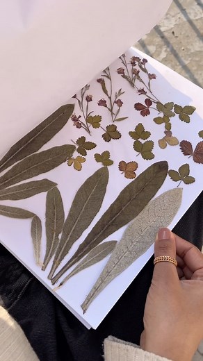 Aparajita | Your Favourite Farmer🌻 on Instagram: "POV: You love collecting flowers🌸 How to Press Flowers? 🌸⤵️ 1. Select the single petal flowers or leaves which you can easily press by this method. Make sure flowers are completely dry or they may rot during this process. 2. Carefully separate all the petals/leaves and lay them down in a book as you see in the video. You can ever place the blotting paper between petals and your book for soaking in the moisture fast. 3. Alternatively there are