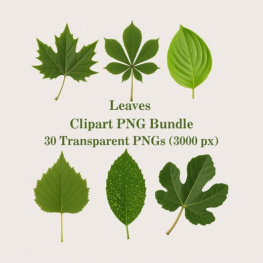 Leaves Clipart: Leaf PNG Bundle, 30 Transparent PNG, Digital Botanical Clip Art - Etsy Canada