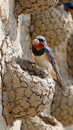 உருகுவே நாட்டின் தேசிய பறவை....( southern lapwing)