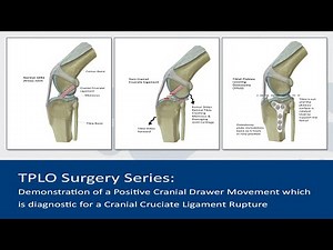 Positive Cranial Drawer Movement is diagnostic for a torn Cranial Cruciate Ligament