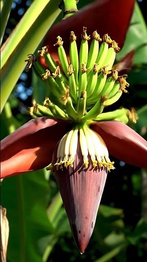 Banana Flower time lapse from first day to 20 days | GreenMotion Studio #plantgrowth #plants