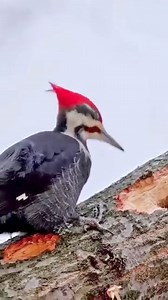 Facts about woodpecker | Abhi Animal World