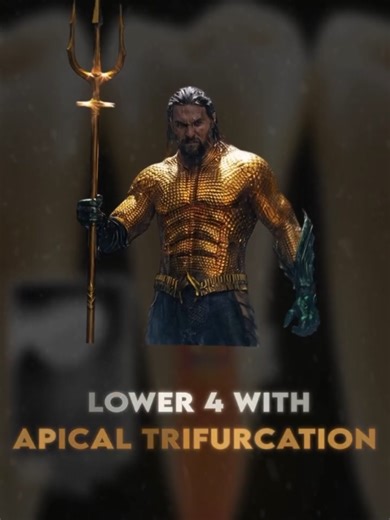 Understanding Lower 4 With Apical Trifurcation in Dentistry