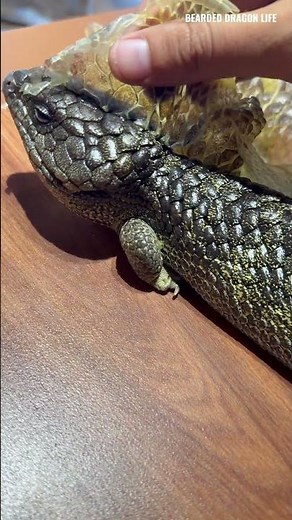 ASMR! Pinecone Lizard Shedding Skin Old Part 2 #reptiles #lizard #asmr #pineconelizard