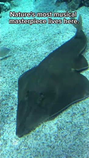 Ocean’s Rock Star #the Guitar Ray#fish