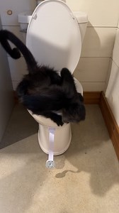 255K views · 2.3K reactions | When you gotta go you got go #potty #pottytraining #funny #kidding #fyp #animals | Our Life Adventures | Facebook