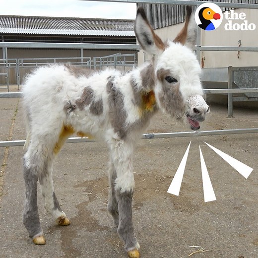 39M views · 355K reactions | Fuzziest baby donkey orphan finds the best new mom  | The Dodo | Facebook