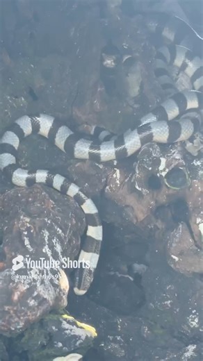 10K views · 150 reactions | Sea Krait || Venomous Snakes #krait #seakrait #snakes #bandaidkrait #Poisonous #sea #andaman #island #islandtamilan #facebook #facebookreel #facebookviral | Islandtamilan Sk | Facebook
