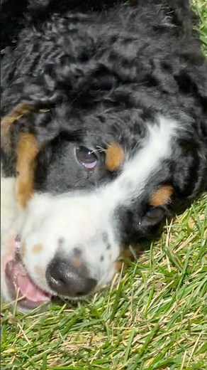 Bernedoodle #puppy #doodle
