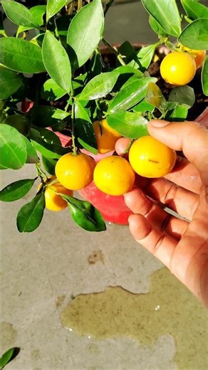 Harvesting of lemon 🍋#shorts #ytshorts #garden #harvest #viral #trending #lemon #shortvideo #short