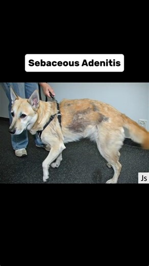 sebaceous Adenitis in dogs