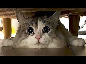 The Funniest Cat Videos Ever
