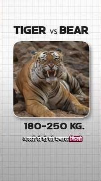 Bear vs Tiger Who Is Stronger? Why Tigers Avoid Bears? Real Reason Explained - Unknown Secrets