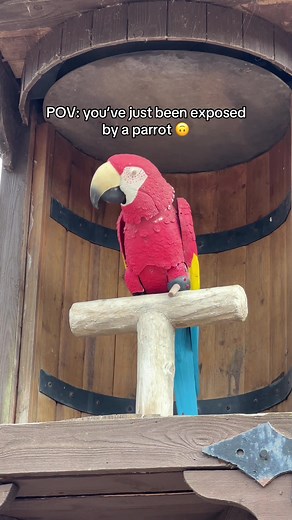 Experience Alton Towers with Feathers McClaw