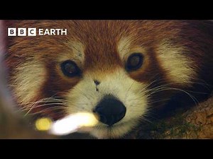Filming the Adorable but Elusive Red Panda | The Making of Asia | BBC Earth