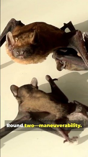 Owls vs Bats Nighttime Showdown