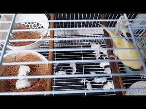 How to make gloster canary Corona x Consortwant to breeding.