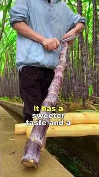 You Won't Believe These 5 Rare Sugarcane Types 🎋 #sugarcane #plants #organic #gardeningtips