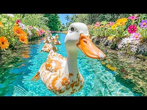 Watch These Peaceful Ducks 🦆 Melt Stress Away Instantly | Calm Your Mind & Stop Overthinking 🌿