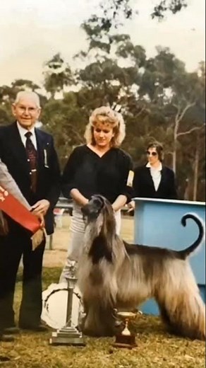 Afghan Hound - the aristocrat of the Dog World