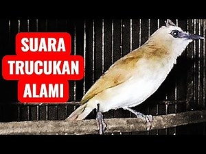 PANCINGAN TRUCUK BAHAN SUARA WIK MEMANCING MERANGSANG ‼️