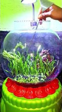 Planted Bowl Setup #aquarium #aquariumsetup #plantedtank