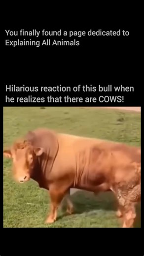 Explaining all animals on Instagram: "What looks funny is actually instinct in action. Bulls are highly responsive to sight and scent, especially when they detect nearby cows. The sudden head lift, tail movement, and burst of energy are classic signs of arousal and alertness driven by hormones, not humor. When a bull senses potential mates, its behavior shifts instantly from calm to highly focused. Follow @explainingallanimals to learn the real science behind viral animal moments 🐂🧠 #americanr