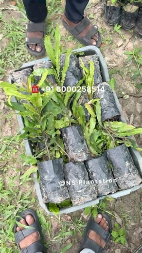 Macadamia nut plant for sale #macadamianuts #macadamia #macadamianursery