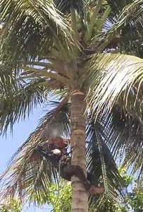 9.2M views · 18K reactions | Amazing skill cutting coconut tree | Making Video | Facebook