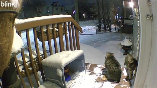 I like how they are both just there to eat, and are careful to not start a fight. :) Update - I DID manage to trap the one sneaky walking by. He has been fully vetted and is healing in my spare room. | Feral Friends Sanctuary