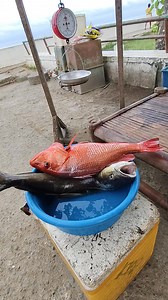 Esda boss #fypviral #highlights | Vin Cent Repaso