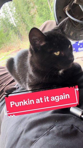 Cat Climbing on Car Jumps on Camera!