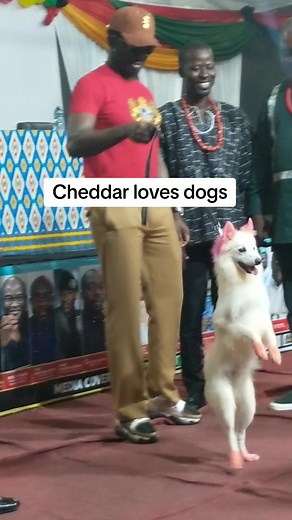 American Eskimo vs Japanese Spitz: A Dog Showdown