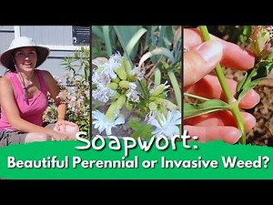 Soapwort: Beautiful Perennial or Invasive Weed?