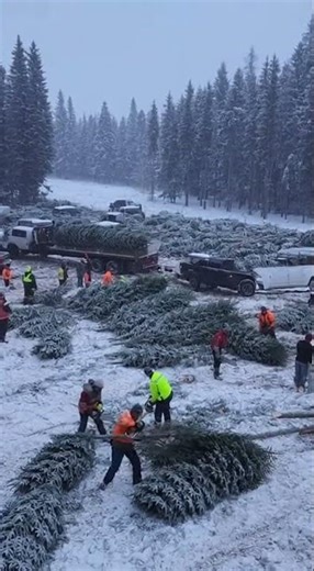 Insane Winter Logging Scale!