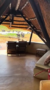 🌿 Ivory Safari Lodge & Khulu Bush Camp – Hwange, Zimbabwe 🐘🦓 ✨ Ivory Safari Lodge Perched on wooden platforms in the Sikumi Forest near Hwange National Park, Ivory Lodge offers a true “treehouse” safari experience. With stilted thatched rooms and Presidential Elephant Suites overlooking a busy waterhole, guests enjoy front-row seats to incredible elephant sightings. Family-friendly, with a pool, viewing hide, and guided game drives, Ivory blends comfort with adventure. ✨ Khulu Bush Camp Just 