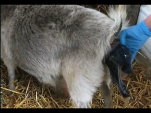 Mise bas de notre chèvre Blue-Pearl , 2 beaux bébés chèvres miniatures sur notre ferme d’élevage