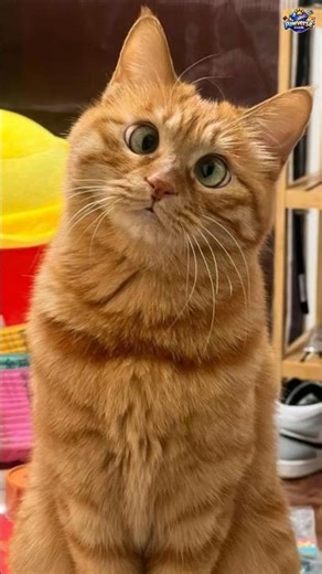 Funny Cat Falls 😂🐱 | Funniest Cat Fails Compilation