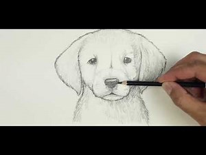 How to Sketch a Golden Labrador Puppy (Dog) |ወርቃማ የላብራዶር ቡችላ (ውሻ) - ቀላል የስዕል ማጠናከሪያ ትምህርት