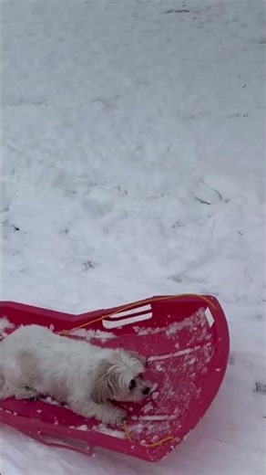 dog goes sledding