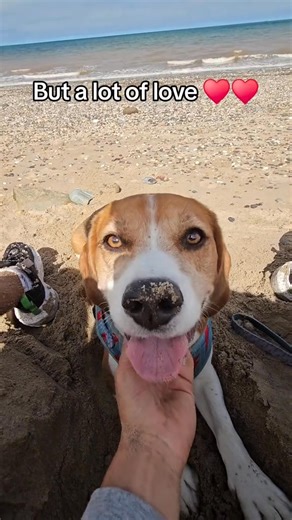 402K views · 9.1K reactions | things they don't tell you before getting a beagle  . #puppyeyes #beagle #doglife | Beagleholic | Facebook