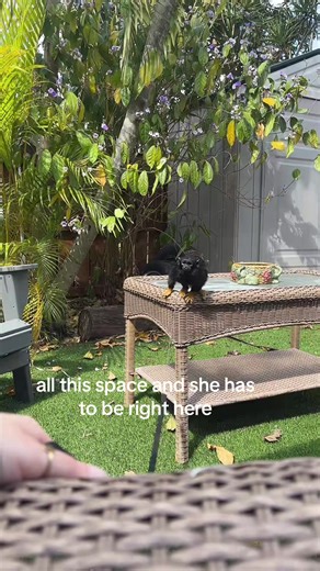 Clingy Monkey Jumps to Stay Close