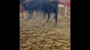 5.6K views · 12 reactions | ******SOLD****** 65 fresh Corriente potential heifers, all solid colored except 2 paints, have not been cut on 100% pure Corriente, stout frame and bone, good horn and base Ranch raised, wormed, vaccinated, and on feed Call for pricing Located in Marlin, TX Delivery available 936-524-3056 | Hoffmann Cattle Co. | Facebook